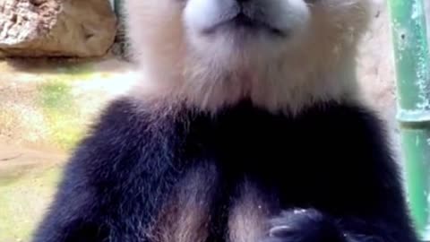 Hungry Panda Crunches Down On Tasty Treat