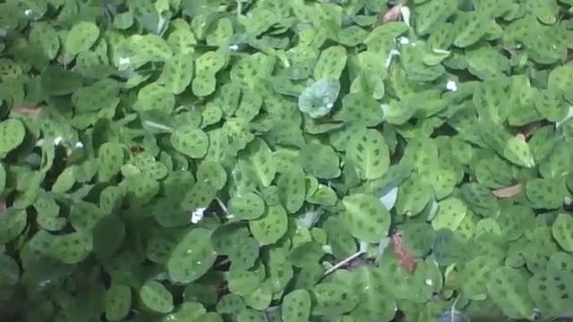 Maranta leuconeura é vista no jardim botânico, tem uns pontos verdes [Nature & Animals]
