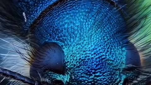 Close-up photos of insects and bees | insects close-up photography | photography