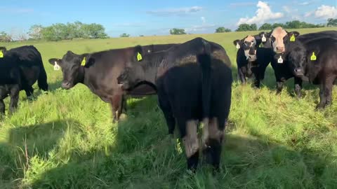 2453: 210- Bred Brangus/Angus/TS heifers.