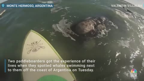 Watch: Whales Swim Alongside Paddleboarders In Argentina