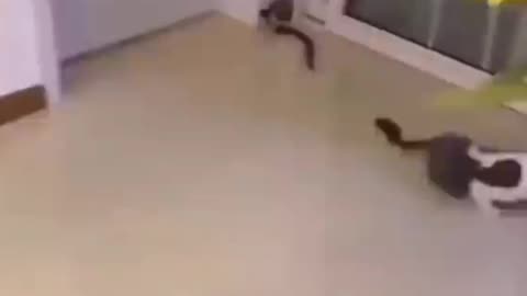 Cat frightened of remote control snake 🐍