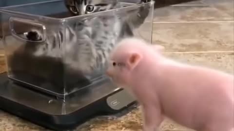 Cute Animal Videos