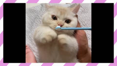 How to brush your cat's teeth