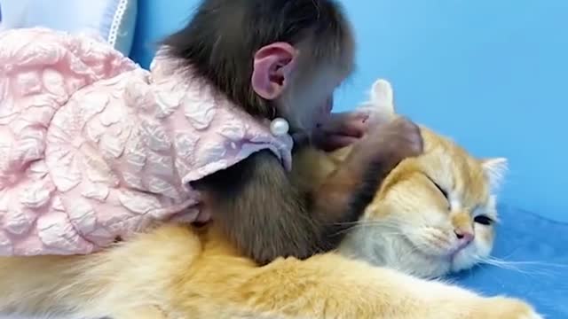 Monkey plays cat time #monkey#monkeybaby#cat#cutemonkey