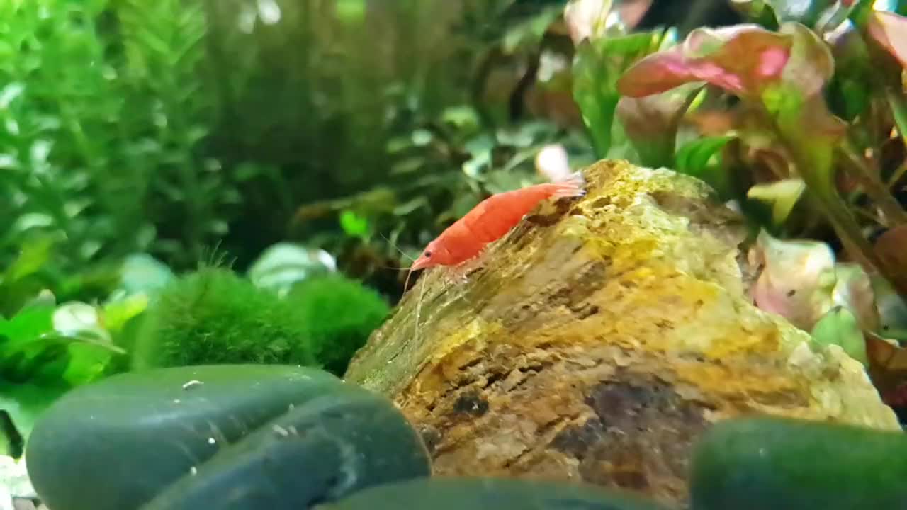 Plant Aquarium shrimp