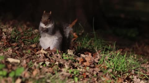 Squirrel on Grass With Leaves