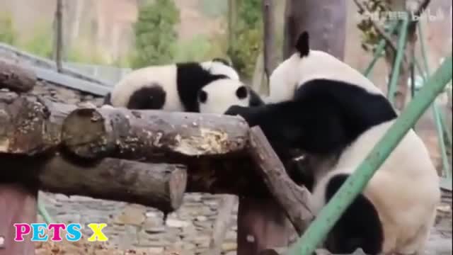 funny videos, funny animals