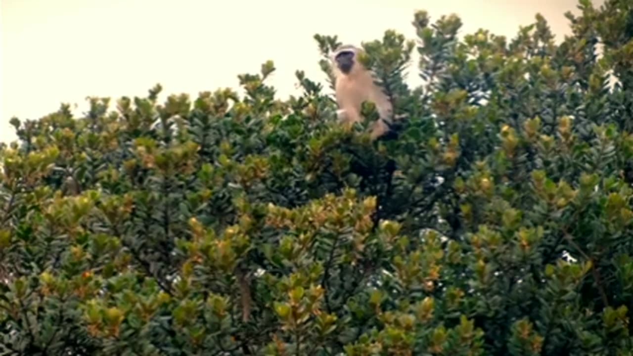 Relaxing Music | Sleeping, Meditation, Stress Relief | [7375] ⭐️