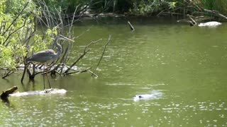 Mateo Monk - Easter Bansuri Meditation With Wildlife Footage