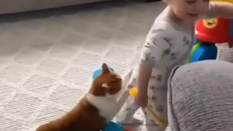 Funny baby and pets