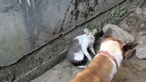 Cat vs dog interest fight 2023 vital video