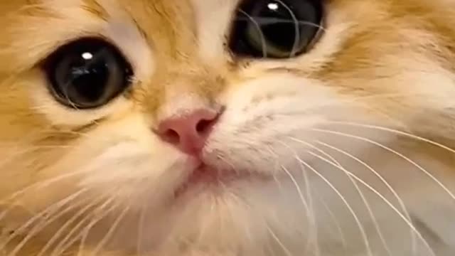 funny cat
