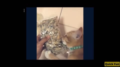 Dogs and Cats Very Funny Videos