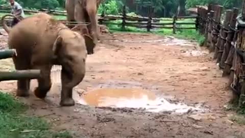 Clumsy baby Elephants exploring the world