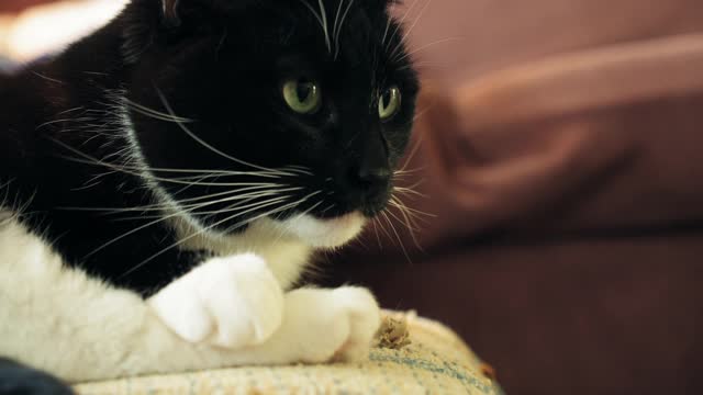 A shot of a black and white cat sitting on a chair, licking his feet