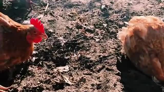 Wanton killing of species