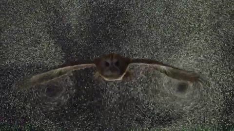 An owl gliding through a cloud of helium-filled soap bubbles reveals wingtip and