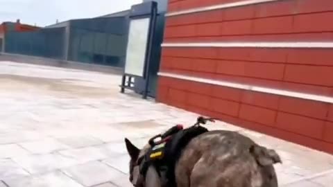 Dog Skating Funny video 🤣🤣