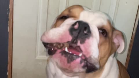 bully slobber