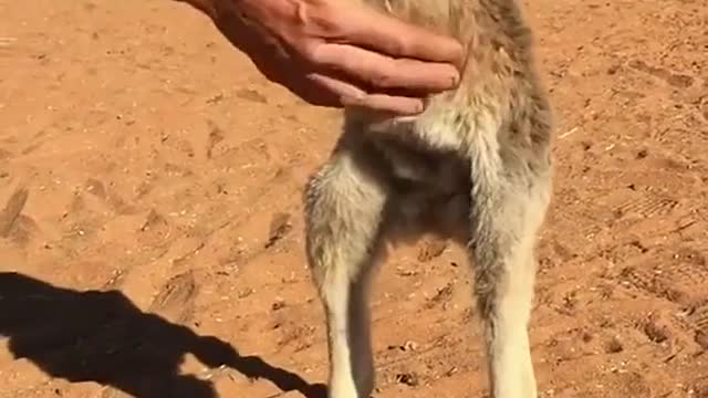Lil roo loves to cuddle