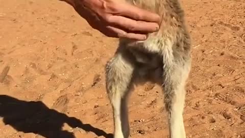 Lil roo loves to cuddle