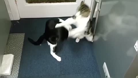 My Cats Vs Intruder Cats