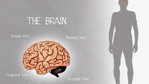 #human #organs #facts #interestingfacts