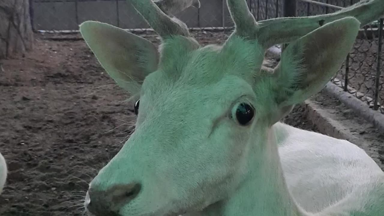 White deer