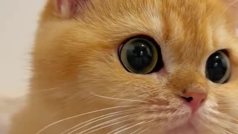 Beautiful Ginger Kitten with Huge EYES