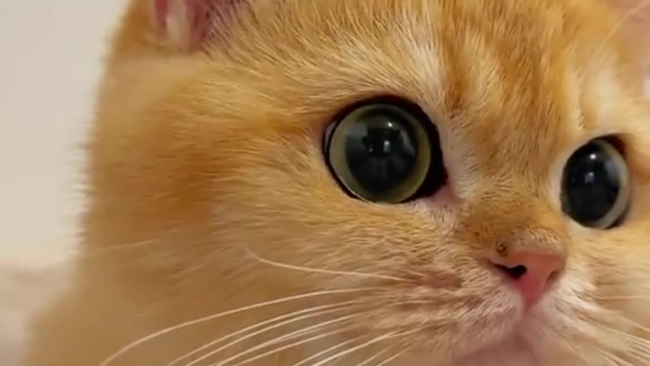 Beautiful Ginger Kitten with Huge EYES