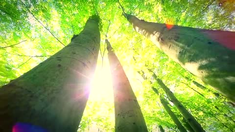 Relaxing Music | Sleeping, Meditation, Stress Relief | [1346] ⭐️