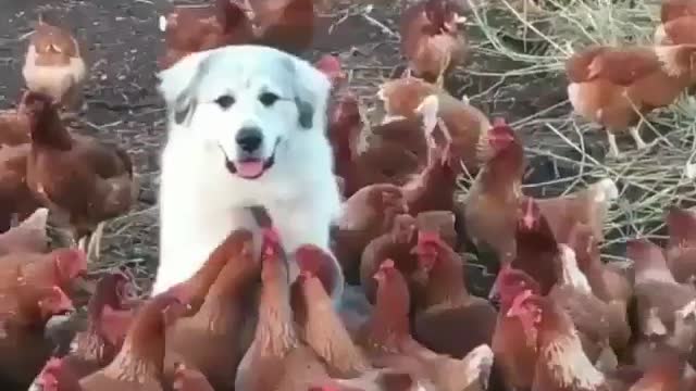 Dogs and chickens