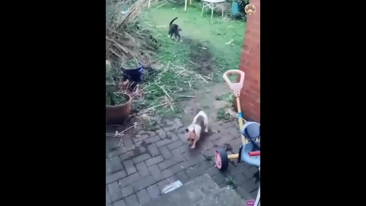 New Funny Animals π Funniest Cats and Dogs Videos πΊπΆ