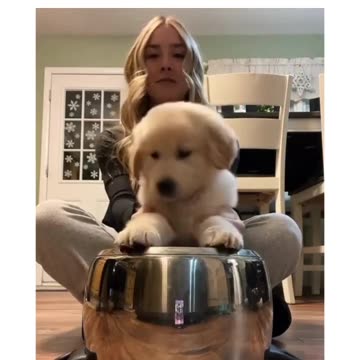 da golden drummer dog training