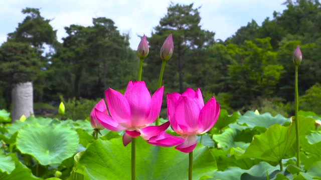 a lotus flower