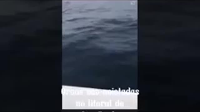 Orcas in Brazil!!!😱