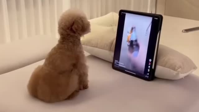 Golden dog funny video 😂😂 | dog reaction | golden dog see video nd his reaction is so funny 🤣🤣 |