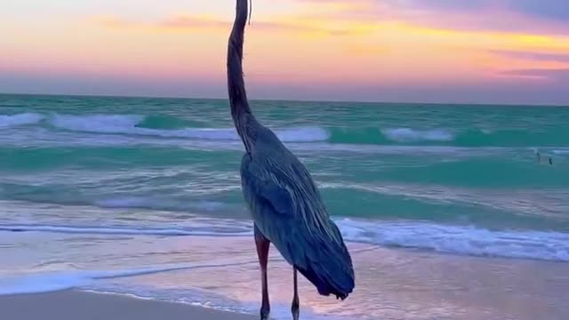 Is the bird walking? It's a beautiful sunset