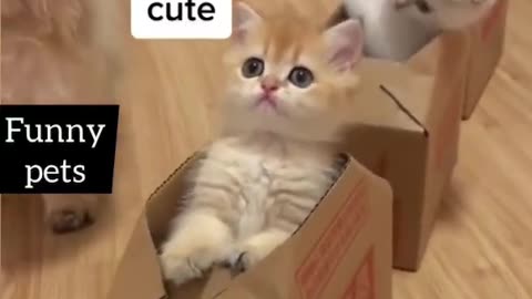 Cute kittens’ train 😻 #cute #kittens #train