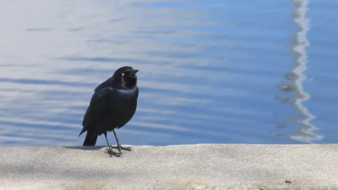 Black Bird Bird Animal Lake Water Sunny Chirping