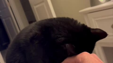 Adopting a Cat from a Shelter Vlog - Cute Precious Piper Gives and Receives Affection #shorts