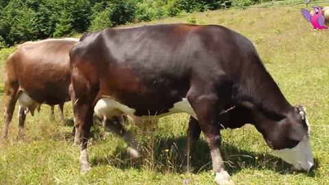 cows mowing and grazing in a field