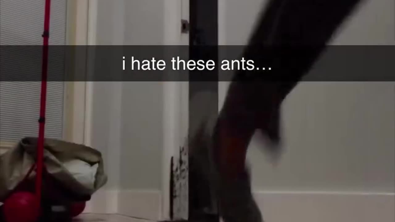 I hate these ants