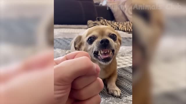 Funiest Dog