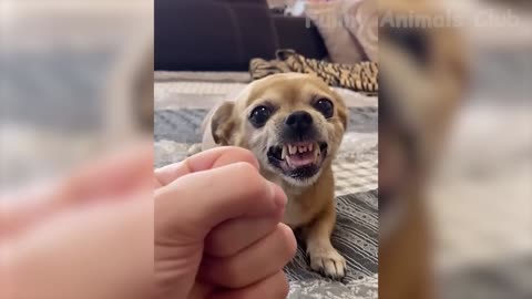 Funiest Dog