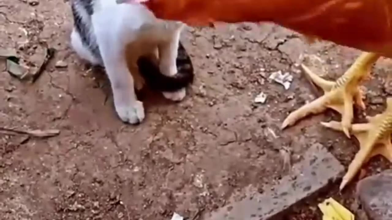 Cat and hen funny video