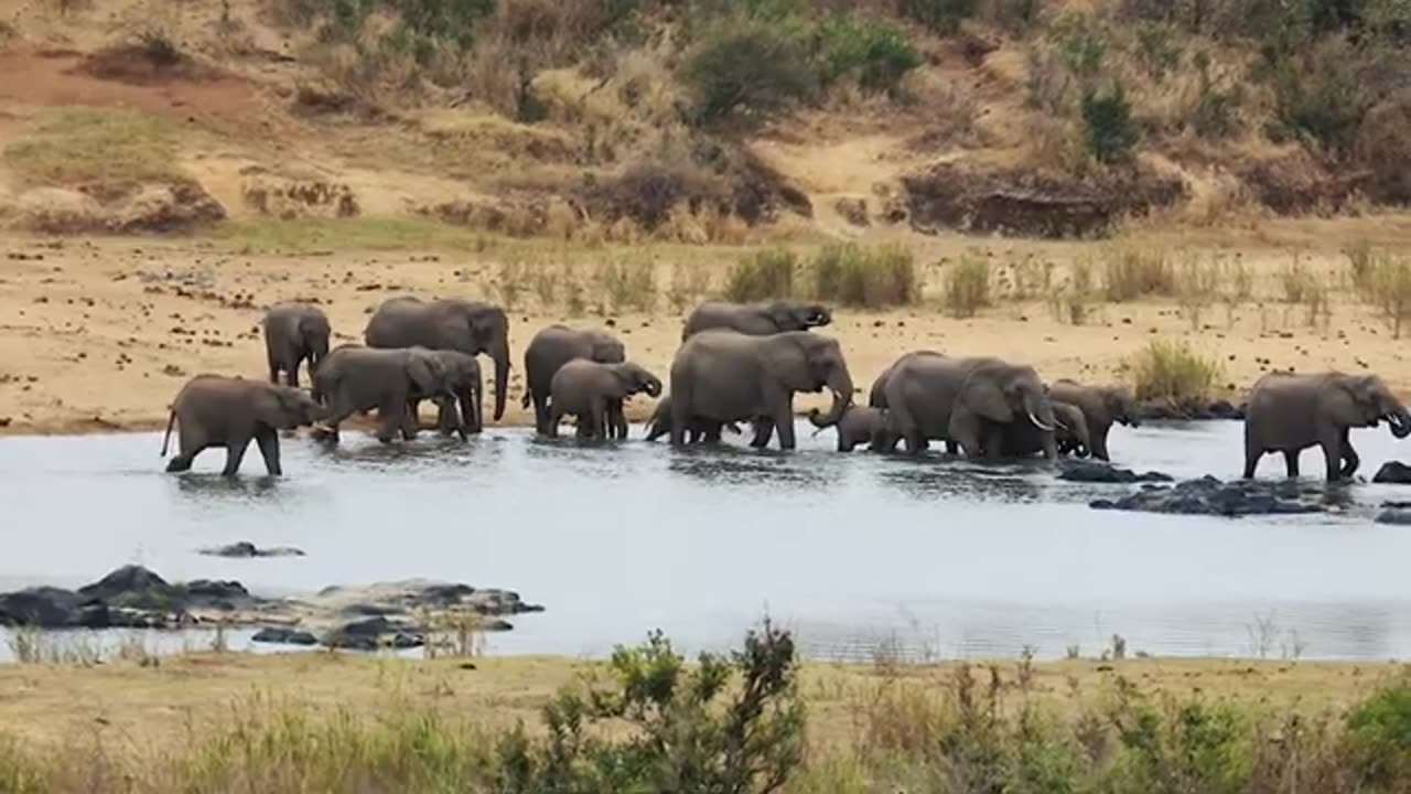 "Nature's Pathways: Elephants' Epic River Crossings"