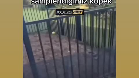 Animals funny videos
