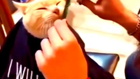 Animalscomedy#catcomedy#animalsforkids#rumblevoide#funnyamimals# viralvideos#viralreels# reels# viralpost